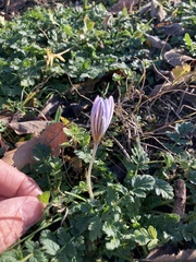 Crocus biflorus
