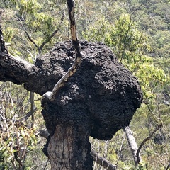 Nasutitermes walkeri