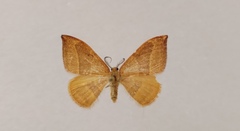 Watsonalla cultraria