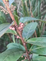 Maesa japonica