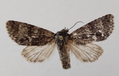Acronicta megacephala