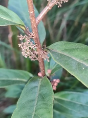 Maesa japonica