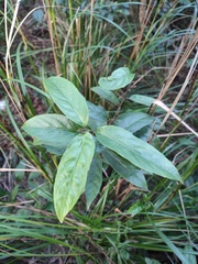 Maesa japonica