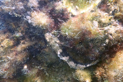 Bathygobius krefftii