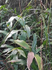 Alpinia chinensis