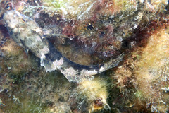 Bathygobius krefftii