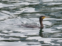 Phalacrocorax carbo hanedae