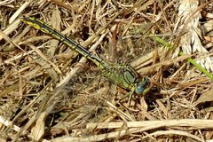 Gomphus pulchellus