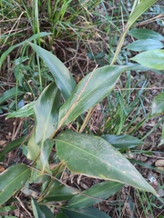 Alpinia chinensis