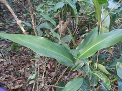 Alpinia chinensis