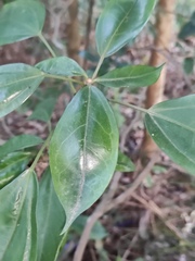 Dendropanax dentiger