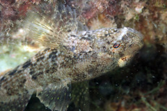 Bathygobius krefftii