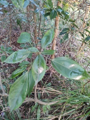 Dendropanax dentiger