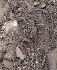 Pachydactylus maculatus