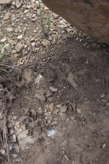 Pachydactylus maculatus