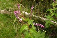 Veronica derwentiana