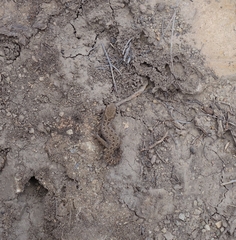 Pachydactylus maculatus