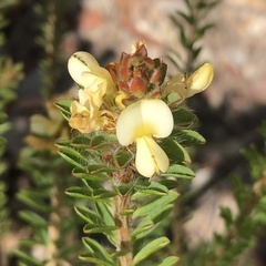 Pultenaea