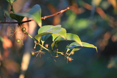 Smilax lanceifolia opaca