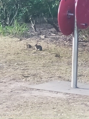 Oryctolagus cuniculus