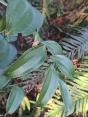 Smilax lanceifolia opaca