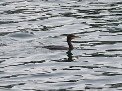 Phalacrocorax carbo hanedae