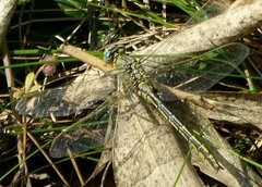 Gomphus pulchellus