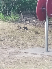 Oryctolagus cuniculus