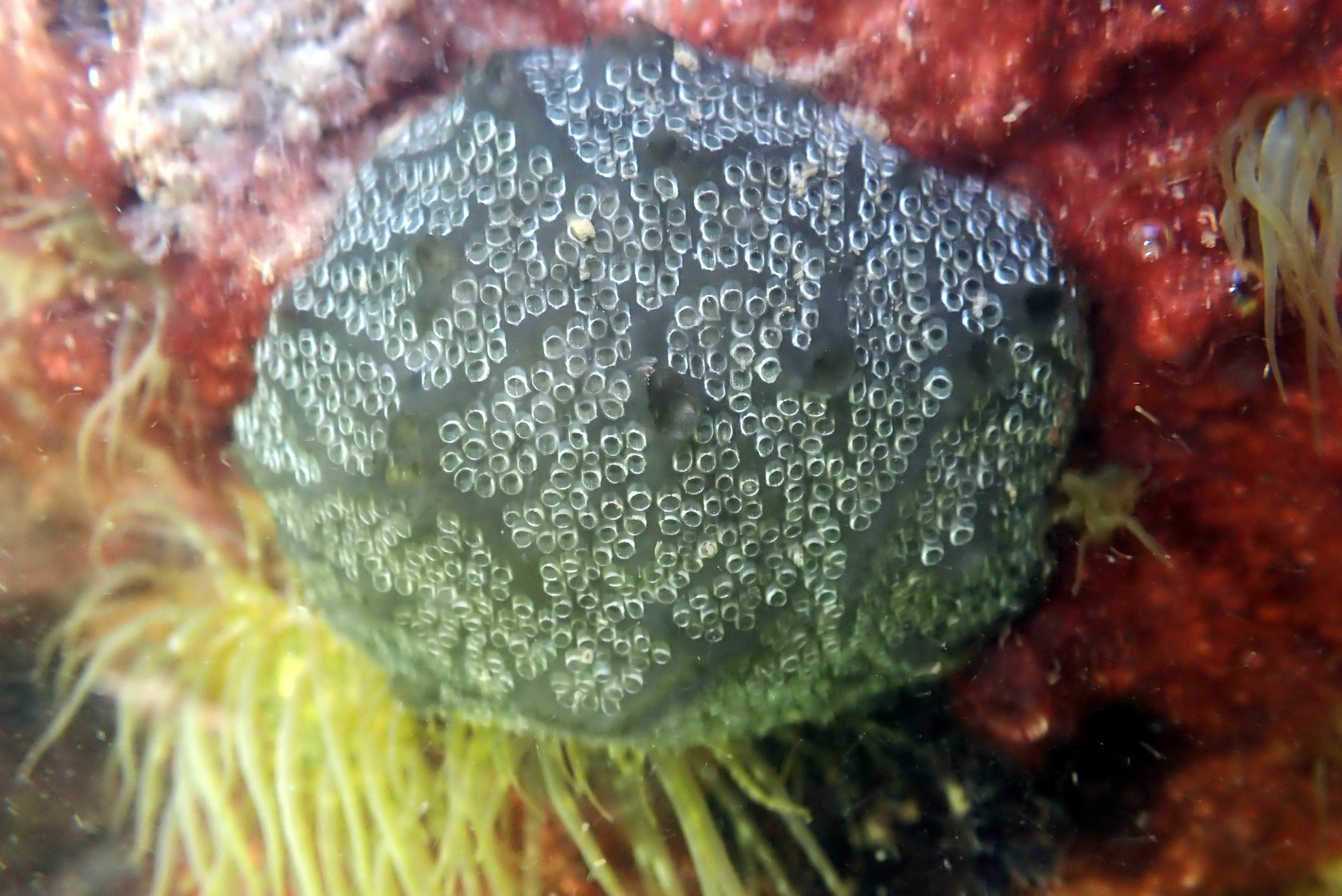 Distaplia bermudensis Van Name, 1902