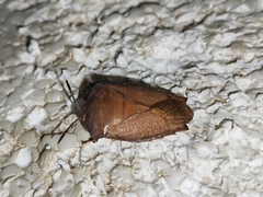 Tessaratoma papillosa