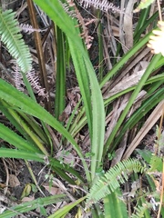 Pandanus odorifer