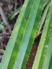 Pandanus odorifer