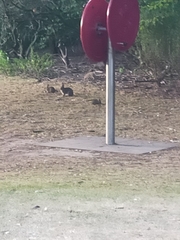 Oryctolagus cuniculus