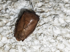 Tessaratoma papillosa