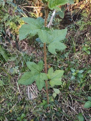 Rubus reflexus