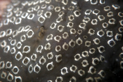 Distaplia bermudensis