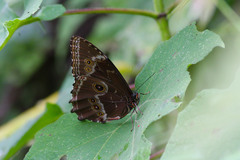 Morpho helenor