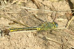Gomphus pulchellus