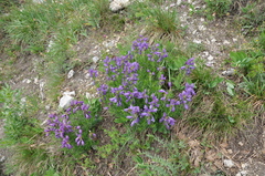 Dracocephalum austriacum