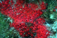 Symplegma rubra