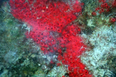 Symplegma rubra