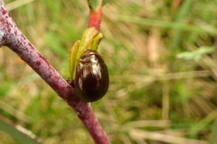 Paropsisterna rufipes