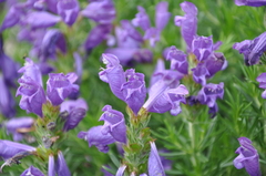Dracocephalum austriacum