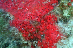Symplegma rubra