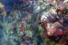 Redigobius macrostoma