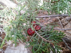 Juniperus phoenicea