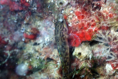 Redigobius macrostoma