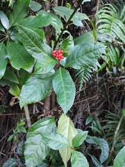 Sarcandra glabra