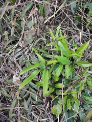 Heptapleurum heptaphyllum