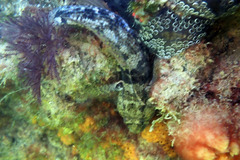 Bathygobius krefftii